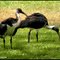 Straw Necked Ibis in Jabiru...© by leo1383