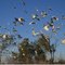 Cockatoos - Jabiru