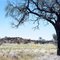 West Musgrave Landscape, Corkbarked Hakea.