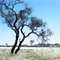 West Musgrave Landscape, Corkbarked Hakea.