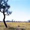 West Musgrave Landscape, Corkbarked Hakea.