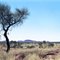 West Musgrave Landscape, Corkbarked Hakea