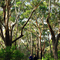 Aussie bushwalk, Jervis Bay, NSW