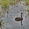 Lake Dulverton, Oatlands, Tasmania, Australia
