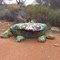 Rock Frog between Leonora and Menzies