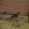 Jumping kangaroos at Julia Creek