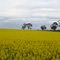 View from Taylors Run Road, Kapunda