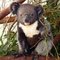 Koalas dans Blue Mountains National Park