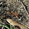 wandering mole cricket