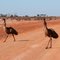 the road to White Cliffs (stupid emus)