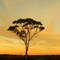 Lonely tree at Sunrise