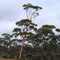 Salmon Gums