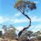 Twisted Eucalypt
