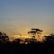 Sunset over Eucalyptus trees