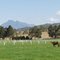 Mt Barney from Glen Logan