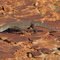 big iguana in the Kings Canyon