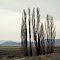 Poplar landscape