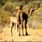 Camels  fredoom....© by leo1383