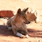 Dingo