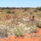 Kings Creek Camping 2