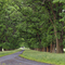 PHoto of trees at Gostwyc