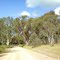 Mihi , typical native vegetation ...