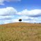 Mihi , lone tree ...