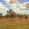 Mihi , typical local paddocks ...