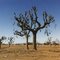 Kurrajong drought
