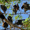 Fruit bats ...© by leo1383