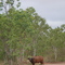 Buffalo