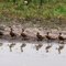 Procession of Ducks