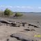 Normanton River at Karumba