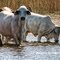 Cattle drinking at Waterhole