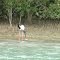Jabiru on the Norman River