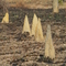 Termite Mounds