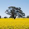 Canola Field