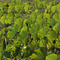 Lotus leaves, Red Lily Lagoon