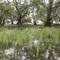 Torrumbarry  Grasslands Wetland