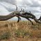 Dead Miljee (Acacia oswaldii) at Glassons Grassland