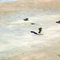 Survival in a harsh landscape