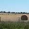Hay