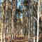 Eucalypt plantation