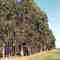 Eucalypt plantation