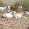 Brahmin Cattle and Droughtmaster