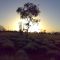 Sunset over the desert