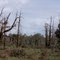Dead trees