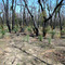 Regeneration after fire, Brisbane Ranges Aug 2007