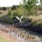 A waterbird takes off from a water channel