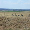 Glossy Ibis near Fivebough Swamp